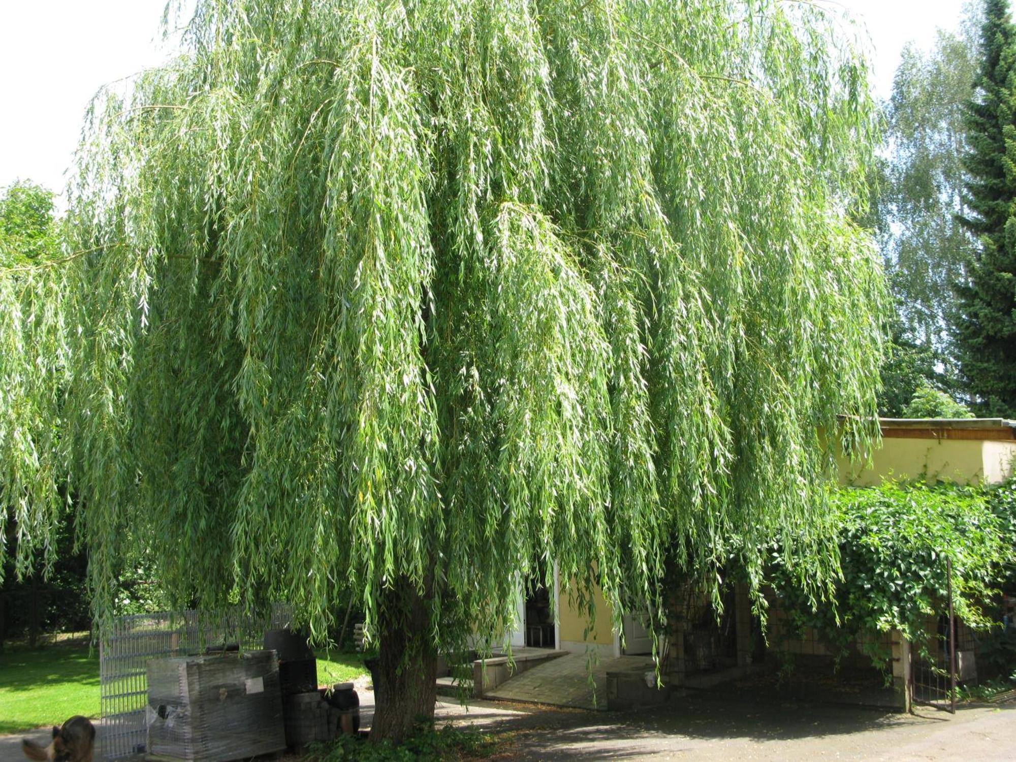 Fewo Weidenhof Grosschwabhausen Kültér fotó
